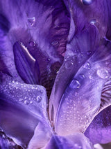 Absolu d'iris