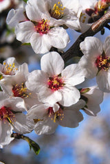 Fleur d'amandier