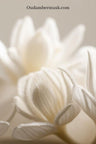 Lys